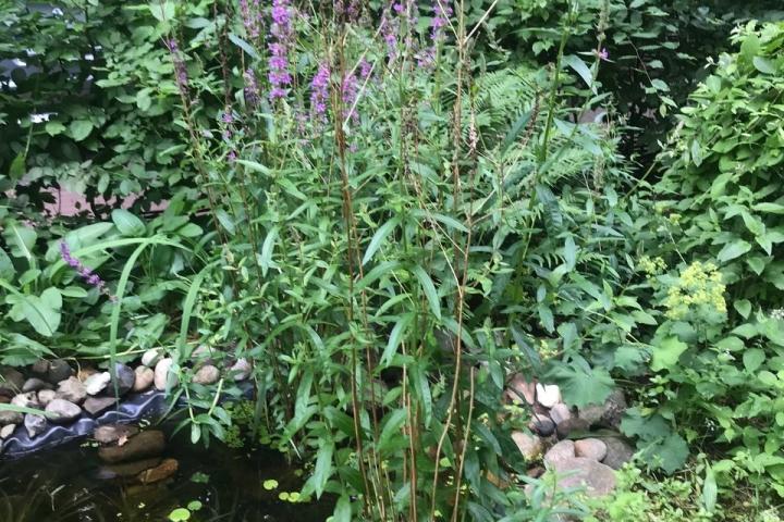 britta-behle-schattengarten-teich