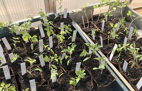 Jungpflanzenmarkt am 3. Mai 2026 im Oberhafengarten: Pflanzenverkauf, Beratung und Tipps für naturnahes Gärtnern in der HafenCity.