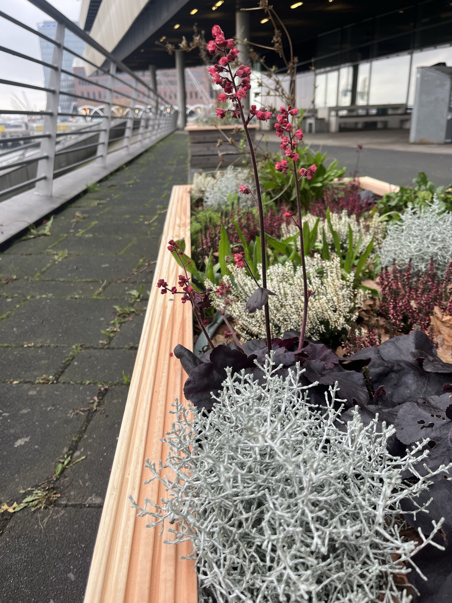 Mehr Grün an der HafenCity Universität: Die Hochbeete auf der Südterrasse werden mit Stauden bepflanzt und weiterentwickelt.
